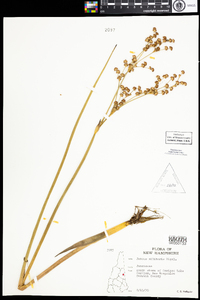 Juncus militaris image