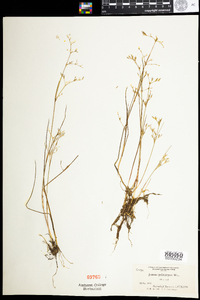 Juncus pelocarpus image