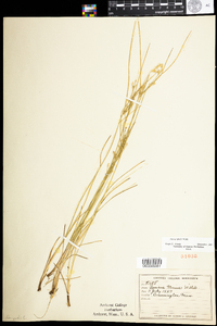 Juncus tenuis image