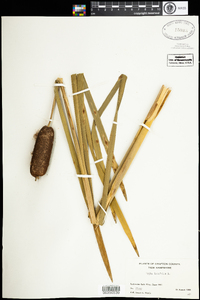 Typha latifolia image