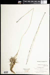 Eriocaulon aquaticum image