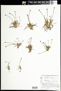 Eriocaulon parkeri image