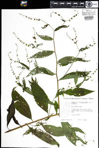 Hackelia virginiana image