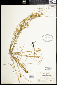 Juncus tenuis image