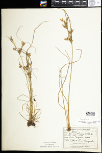 Juncus tenuis image