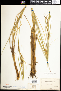 Carex aquatilis image