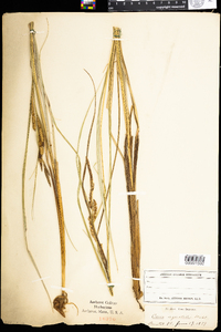 Carex aquatilis image