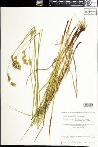 Carex argyrantha image