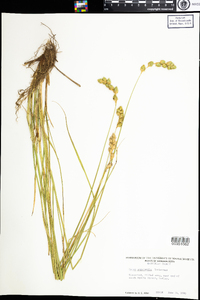 Carex argyrantha image