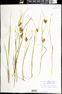 Carex baileyi image