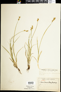 Carex brevior image