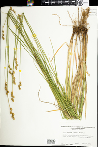 Carex brevior image