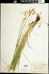 Carex brevior image