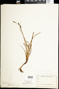 Carex bigelowii image