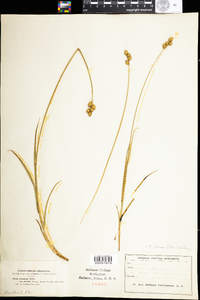 Carex brevior image