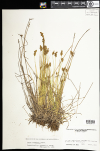 Carex crawfordii image