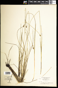 Carex exilis image