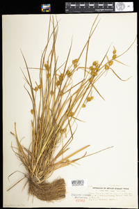 Carex flava image