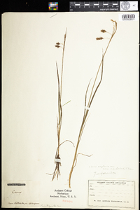 Carex magellanica image