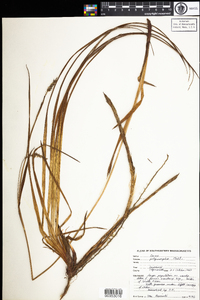 Carex polymorpha image