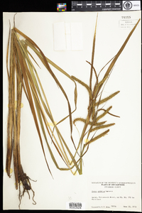 Carex crinita image