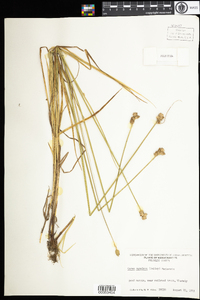 Carex cumulata image