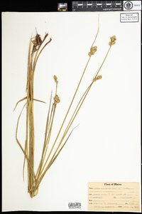 Carex cumulata image