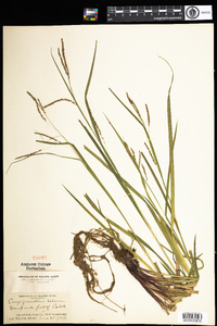 Carex gracillima image