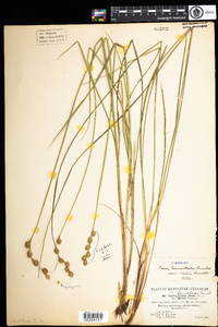 Carex hormathodes image