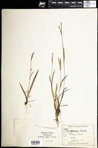 Carex leptonervia image