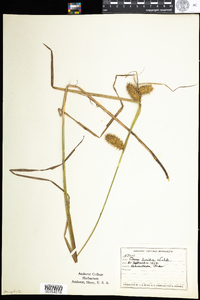 Carex lurida image