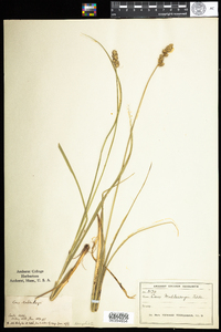 Carex muehlenbergii image