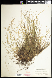 Carex novae-angliae image