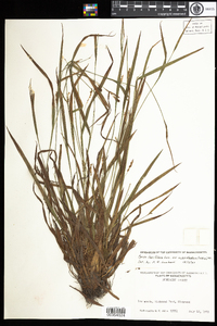 Carex ormostachya image