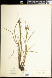 Carex pallescens image