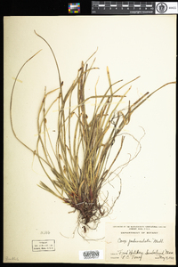 Carex pedunculata image