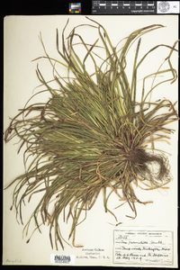 Carex pedunculata image