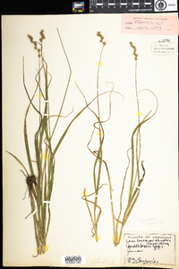 Carex projecta image