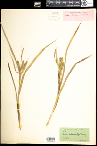 Carex schweinitzii image