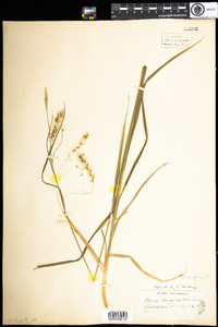 Carex sprengelii image