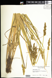 Carex stipata image