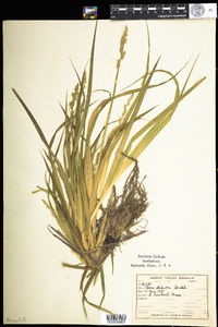 Carex stipata image