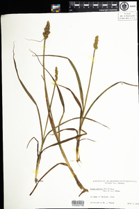 Carex stipata image