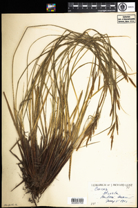 Carex stricta image