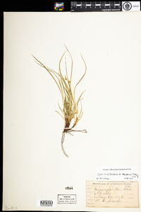 Carex tonsa var. rugosperma image