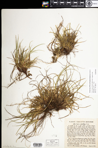 Carex tonsa var. rugosperma image