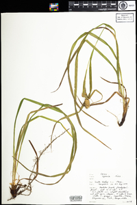 Carex typhina image