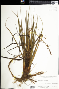 Carex vestita image