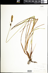 Carex vestita image