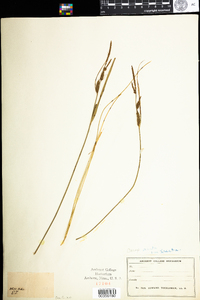 Carex acuta image